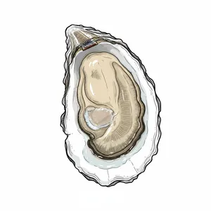 Bogues Bay oyster illustration