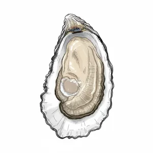 Cape May Salt oyster illustration