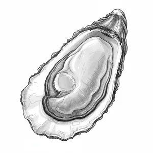 Duck Island Petite oyster illustration