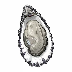 Duxbury oyster illustration