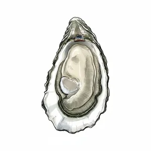 Glidden Point oyster illustration