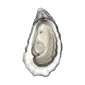 Paramour oyster illustration
