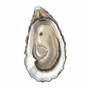 Plymouth Rock oyster illustration