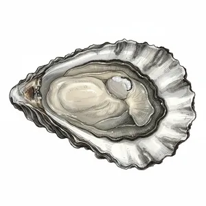 Sawmill Bay oyster illustration