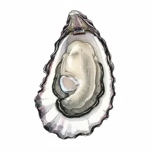 Snow Creek oyster illustration