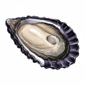 Stellar Bay oyster illustration